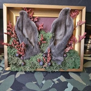 Preserved Jack Rabbit Ears In Vintage Frame